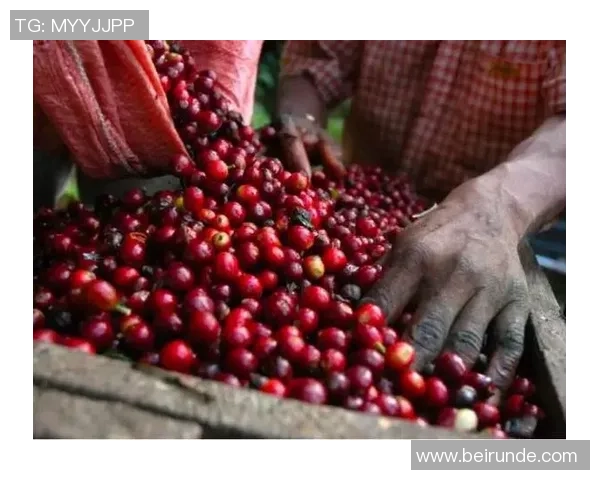 足球明星中控大师咖啡带你领略绿茵场上的激情与风味